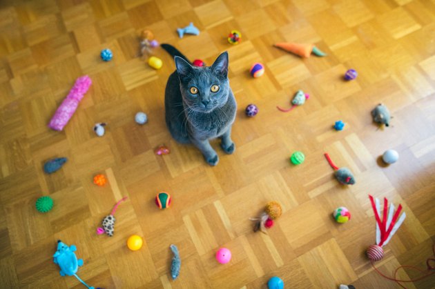 cat surrounded by toys