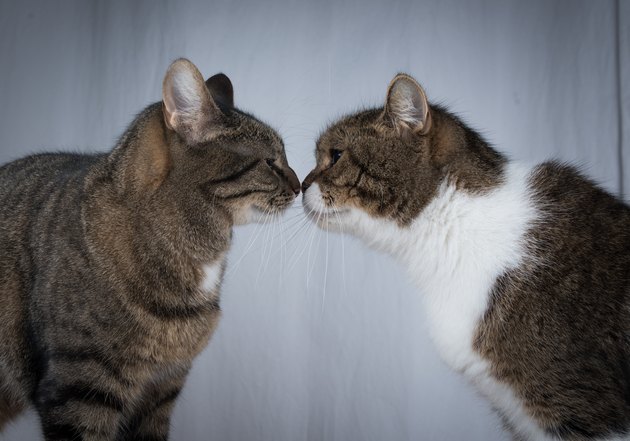 two cats kissing