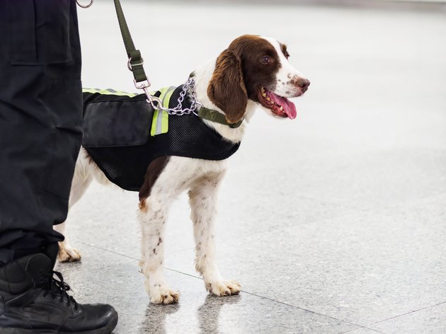Springer explosive detection dog with chains in subway, working dog, bomb-sniffing dog.