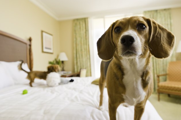 Hound dogs in bedroom