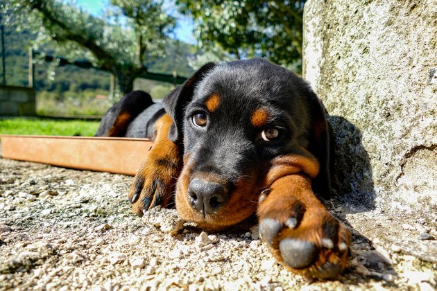 Rottweiler puppy portrait in the garden in a sunny summer day