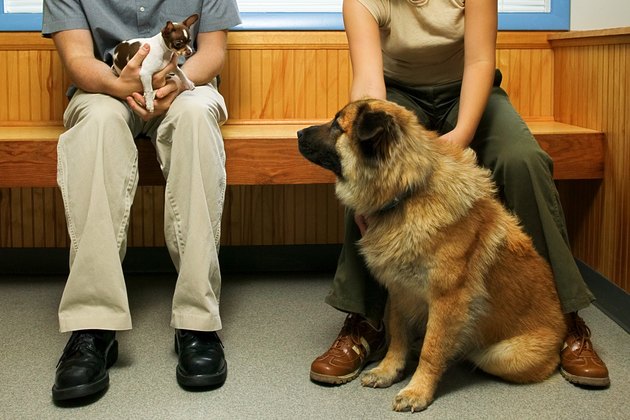 Dogs looking at each other in veterinary clinic waiting room