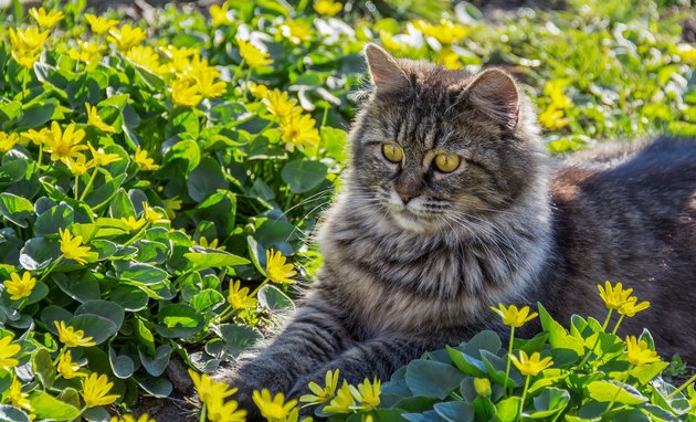 Portrait of fluffy gray cat. Cute cat in flower bed.