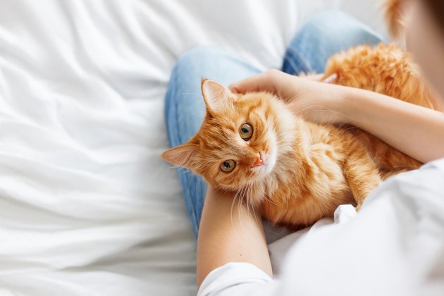 Cute ginger cat lies on woman's hands. The fluffy pet comfortably settled to sleep or to play. Cute cozy background with place for text. Morning bedtime at home.