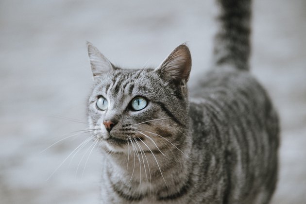 Cat looking up