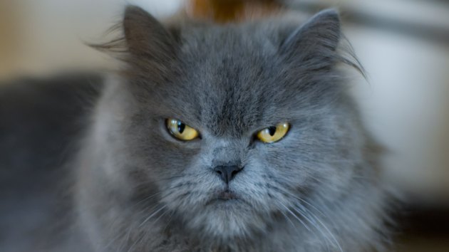 Portrait of a Grumpy Persian Cat