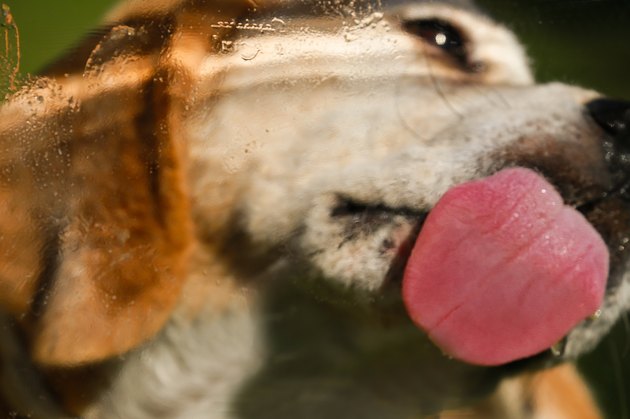 Cats vs. Dogs