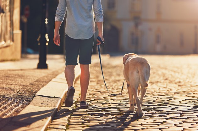 Morning walk with dog