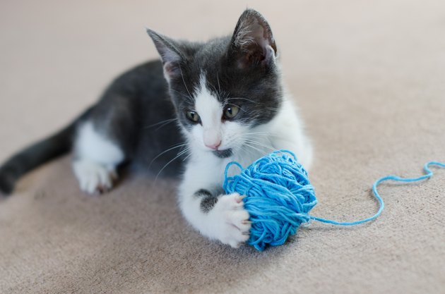 Kitten holding ball of wool (felis catus)