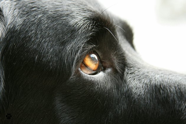 Close-Up Of Dog Looking Away