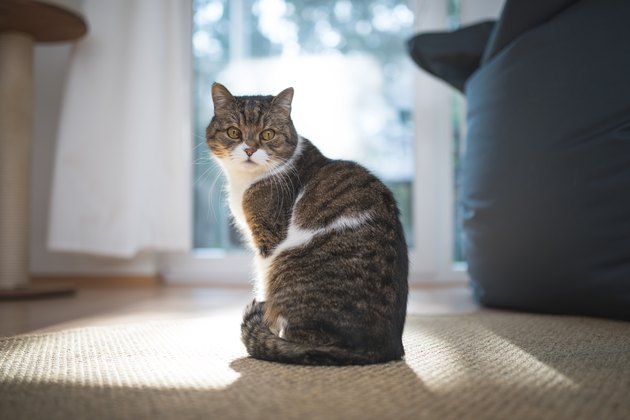 british shorthair cat
