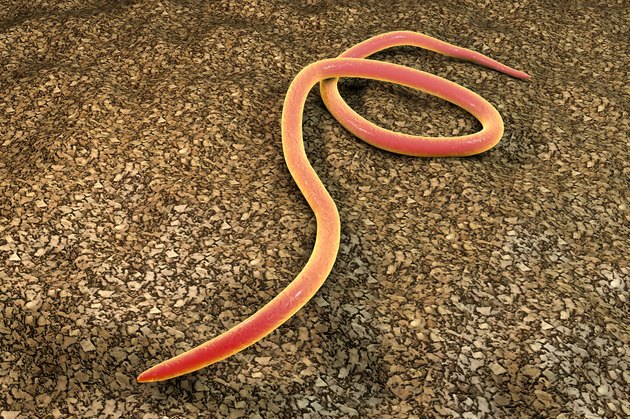 Threadworm, illustration