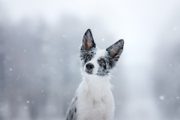 border collie in the snow