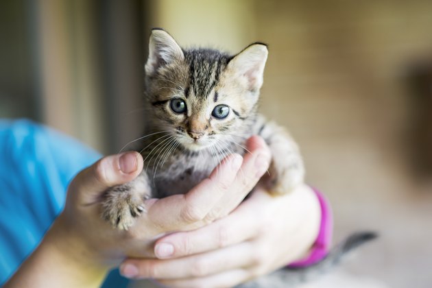 Kitten in human's hands