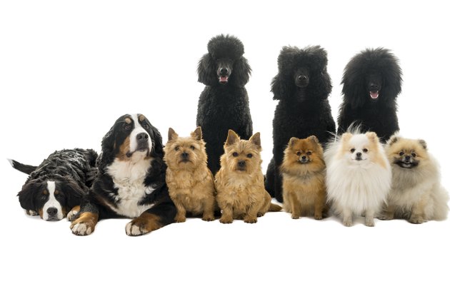 Group or pack of ten dogs sitting and lying down looking at the camera seen from the front with king poodle, bernese mountain dog, norwich terrier and pommerian dogs isolated on a white background