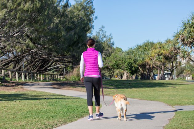 Woman walking labrador