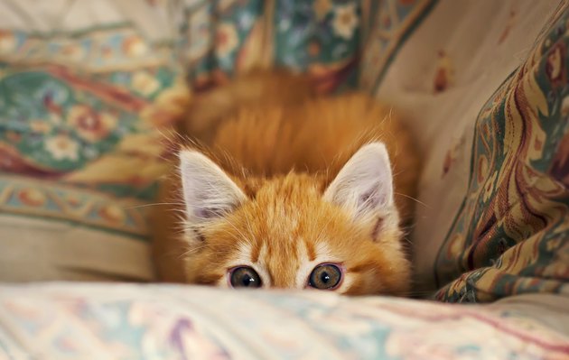 Stalking little kitten