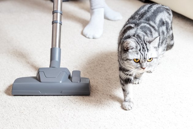cat standing next to vacuum cleaner on carpet