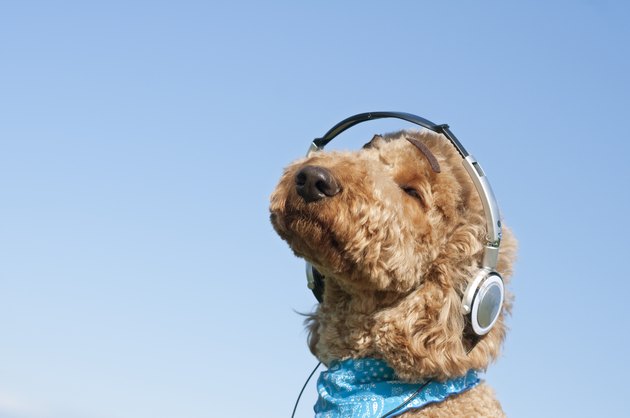 A dog listening to music with headphones