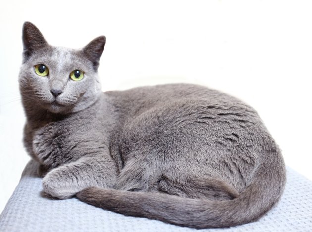 Russian Blue Cat Breed Facts & Information | Cuteness