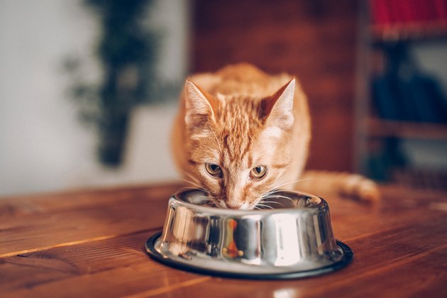 Cat eating out of bowl