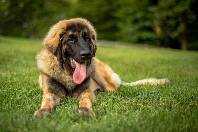 Duke
