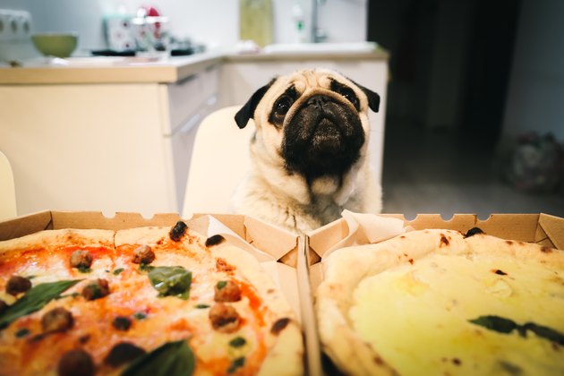 Dog waiting for pizza eating at home