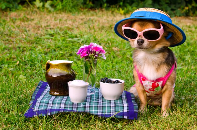 Chihuahua dog at the picnic