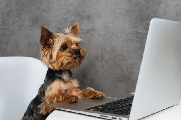 Dog at computer laptop yorkshire terrier