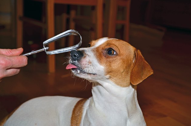 Dog licking cream
