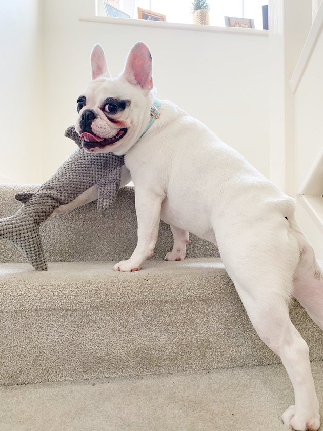 Cute French Bulldog posing on the stairs with her toy, England