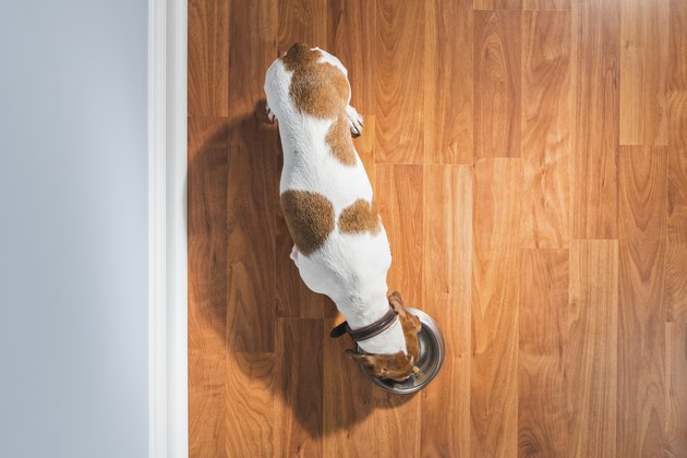 Overhead view of a Dachshund eating indoors next to wall - Rescue Dog