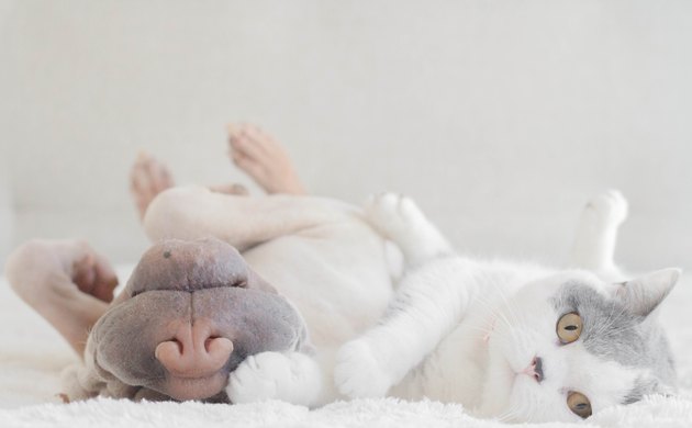 Shar Pei dog and cat lying next to each other