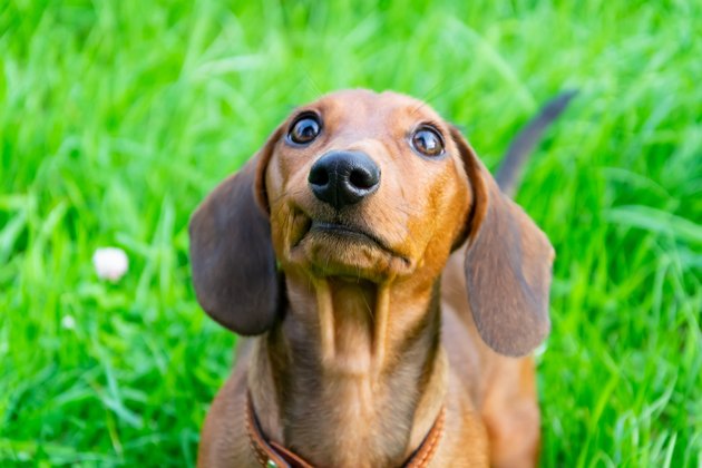 dachshund