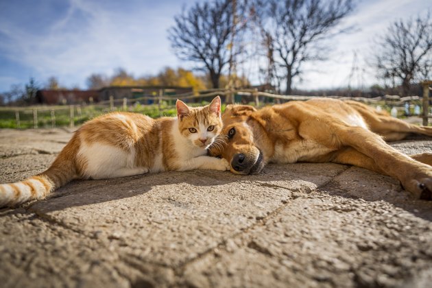 dog and cat play together. cat and dog lying outside in the yard. kitten sucks dog breast milk.