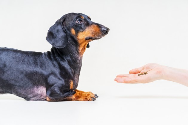 hand owner feeding the dog breed dachshund, black and tan on gray background
