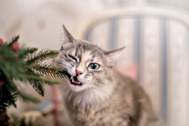 Cute grey cat sitting on the chair near Christmas tree