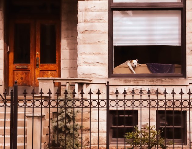 Bungalow Puppy