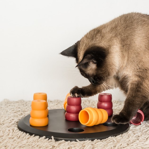 Cat solving pet puzzle
