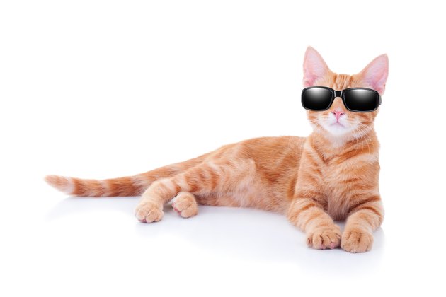Sunglasses Cat