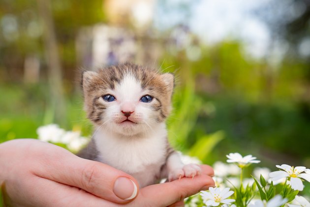 Cute newborn kitten meows in hands of a person in flowers. Pets