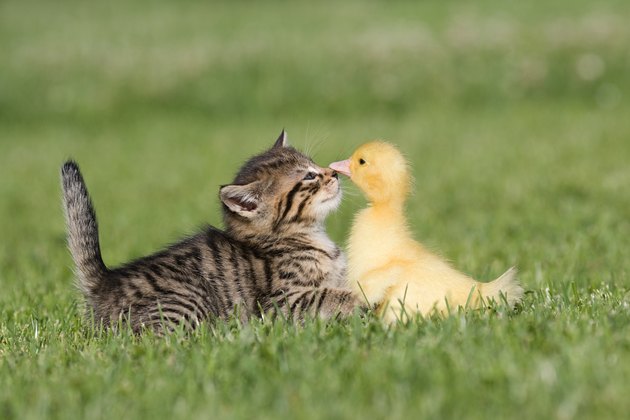 Kitten and duckling on grass