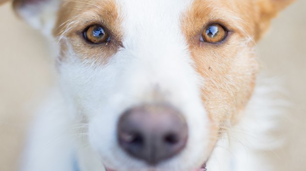 Close-Up Portrait Of Dog