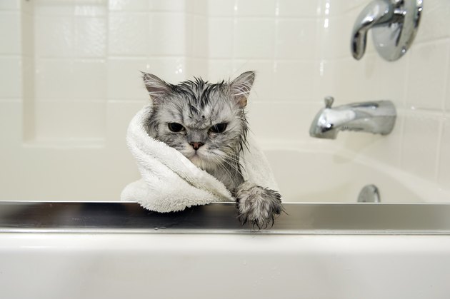 Wet Cat