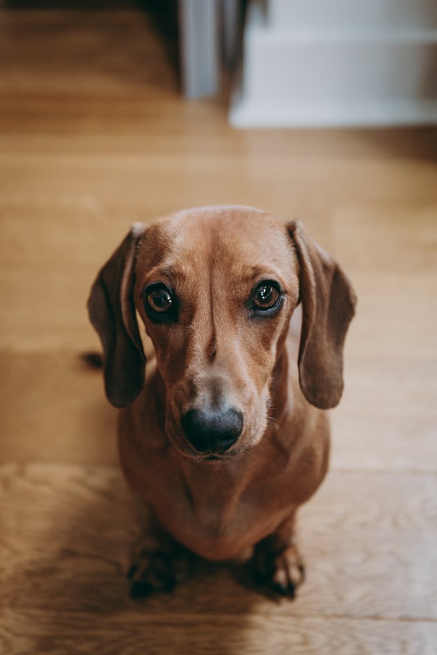dachshund