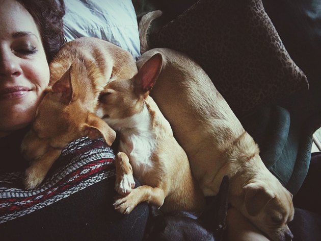 Woman With Dogs Sleeping On Bed At Home