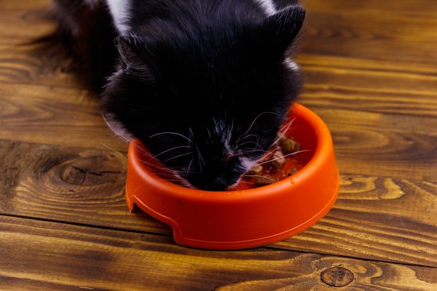 Cute cat eating his food from orange plastic bowl