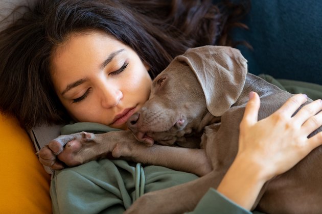 Young woman taking a nap on the sofa with weimar puppy