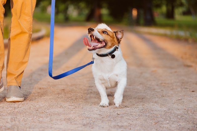 cute dog on leash looking up at owner walking at park