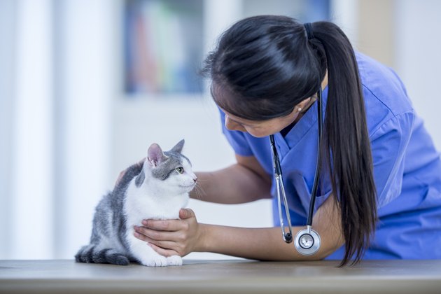 Vet With Cute Cat
